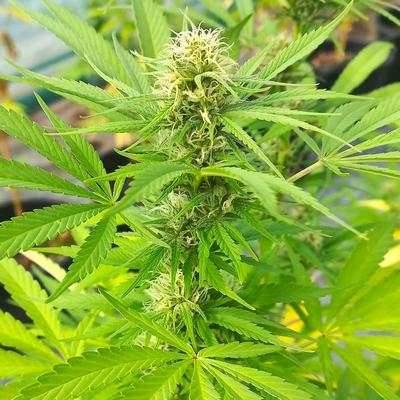 Fleurs de CBD