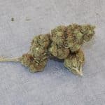 Fleur CBD détente Hautes-Alpes