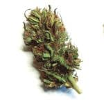 fleur CBD sommeil profond Arizona Dream