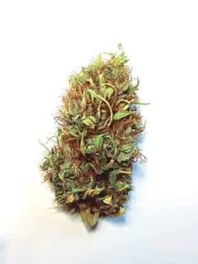 Fleur CBD Enectarol meilleur cbd anti douleur