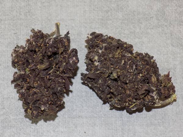 Fleur PURPLE HAZE acheter canna 1