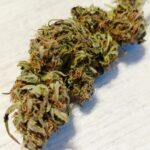 CBD Midwest, Cultivée en extérieur dans le 05 Hautes Alpes