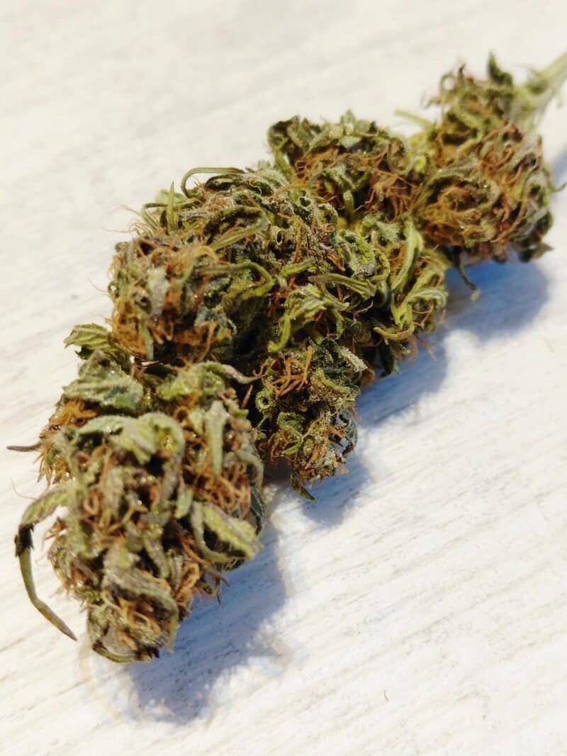 CBD Midwest, Cultivée en extérieur dans le 05 Hautes Alpes